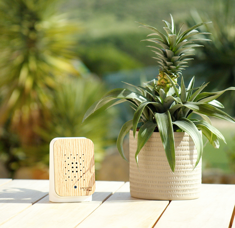 Junglebox