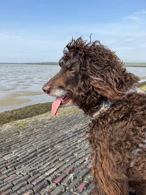 ANGEKOMMEN AM MEER