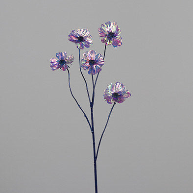 Cosmea irisierend lavendel