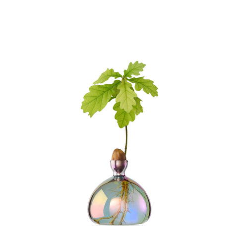Ilex Studio Vase Eiche